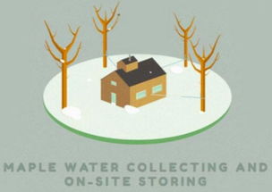 楓樹汁進口全鏈路解析 從海外源頭到互聯網終端的成功之道